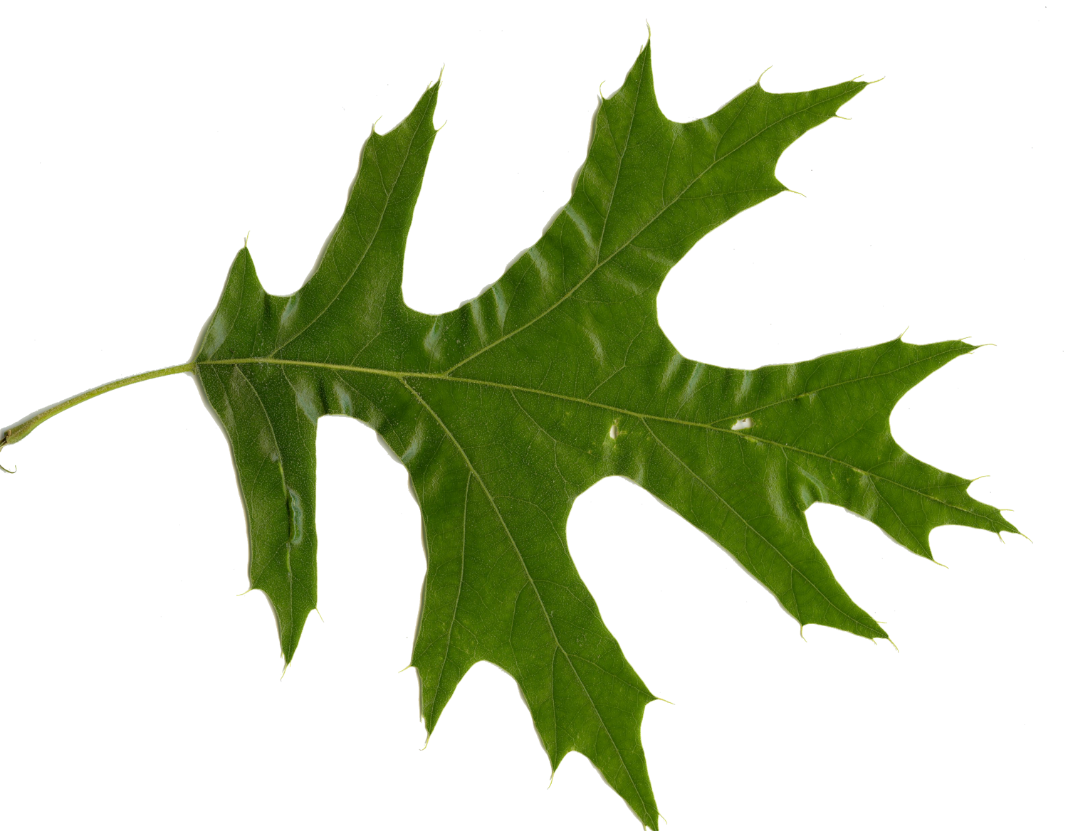 Red Oak Leaf (Red Oak vs White Oak Leaves)