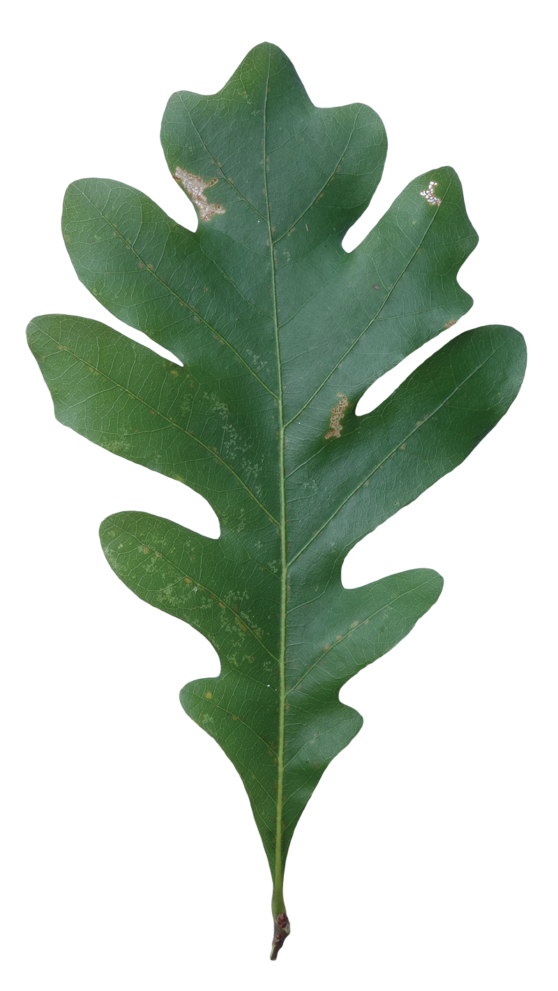 White Oak Leaf (Red Oak vs White Oak Leaves)