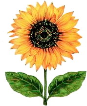 Sunflower image from http://www.picgifs.com (Heliotropism Following the Son)