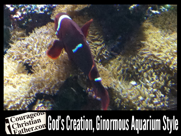 God's Creation, Ginormous Aquarium Style