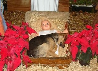 shepherd dog in a manger with Jesus