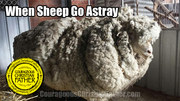 When Sheep Go Astray