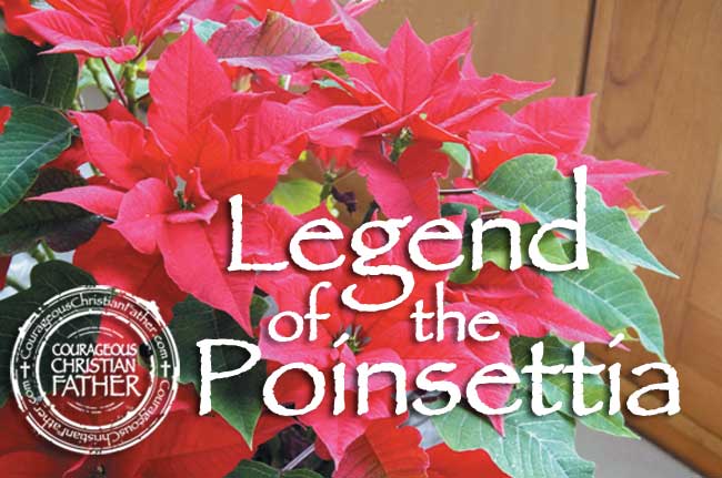 Legend of the Poinsettia