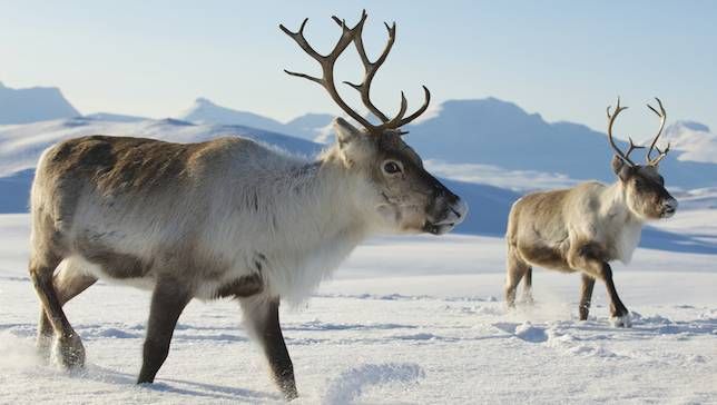 Reindeer | (Photo: Dmitry Chulov/Shutterstock)