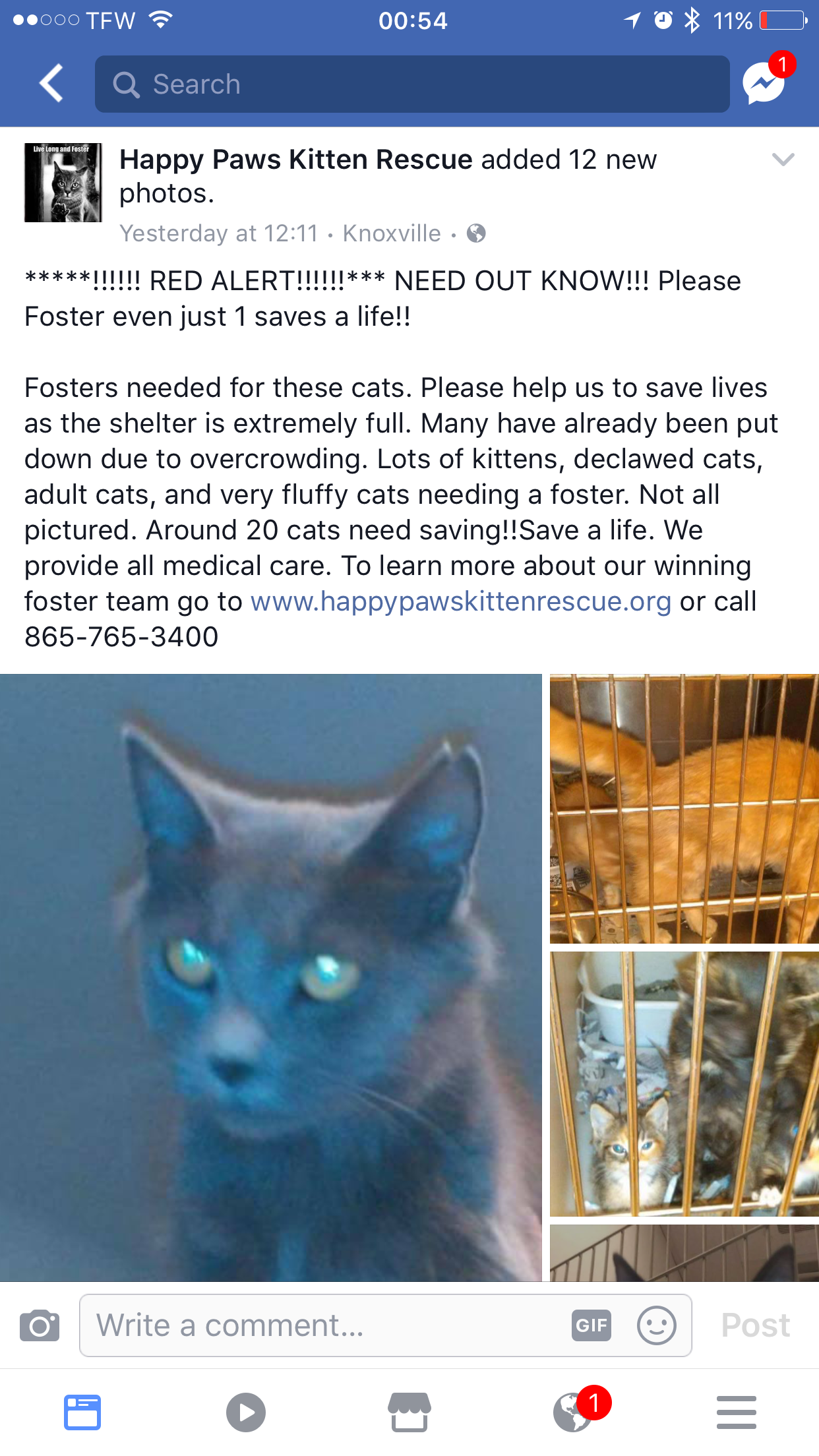 Cat Foster Care