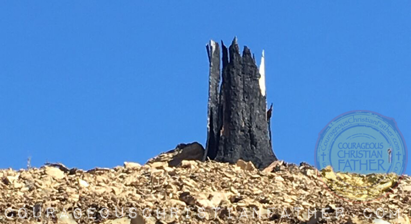 Anakeesta Memory Forest Walk (Burnt Tree Looks Like a Crown) in Gatlinburg