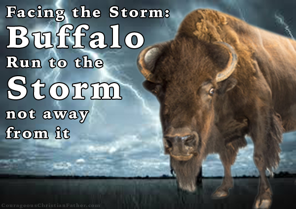 Facing the Storm: Buffalo run to the storm not away from it
