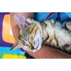 Get to know your feline friend - Cats are coveted for a variety of reasons, including their regal countenance and graceful movements. Many people are surprised to learn that cats boast several characteristics that make them wonderful pets.