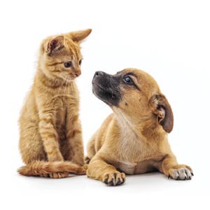Cat and Dog (Importance of neutering and spaying)