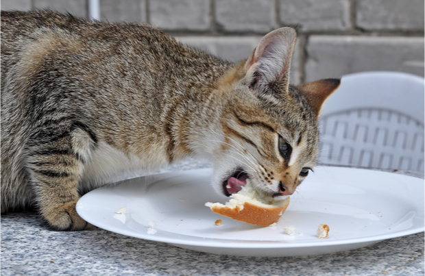 Foods that cats and dogs should never eat