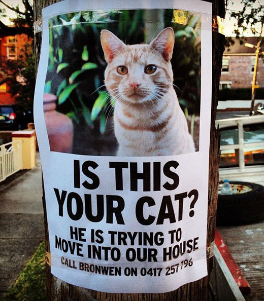 Cat Invader Poster - Here is a unique lost pet poster. Normally you will see lost please call. This is the opposite. Someone posted this cat poster saying this cat was trying to move in with them.