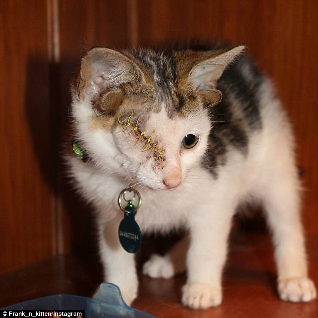 Frankie (Frakenkitten) kitten with four ears and one eye