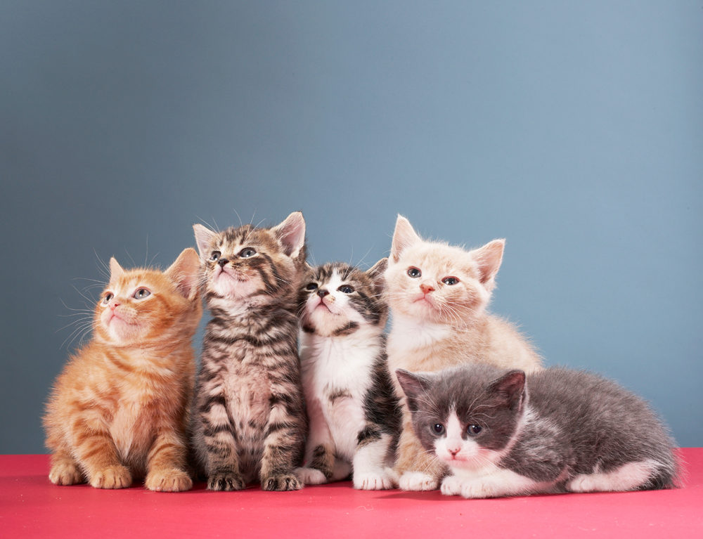 How To Save Kittens from being Killed – With kittens across the U.S. in danger of being killed in shelters, Alley Cat Allies is offering its Wait Until 8 program to help animal shelters, humane societies, and communities work together to save kittens’ lives instead. #Kittens