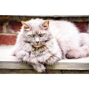 Changes to expect as cats age - just like hoomans, cats age too. Here is what you can to expect as your cat ages.