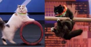 Savitsky Cats Me-Wowed the Judges of America's Got Talent - Simon one of the judges loved this act and he doesn't like cats! That says a lot! #SavitskyCats Plus the video of their act is included in this blog post!