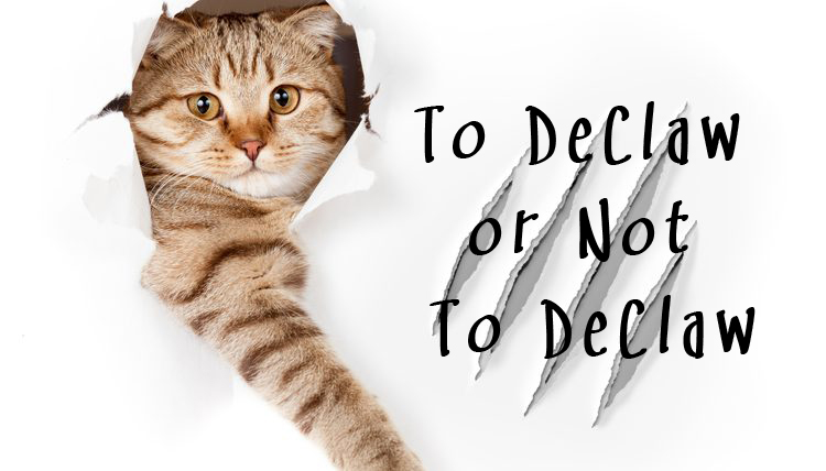 To DeClaw or Not To DeClaw