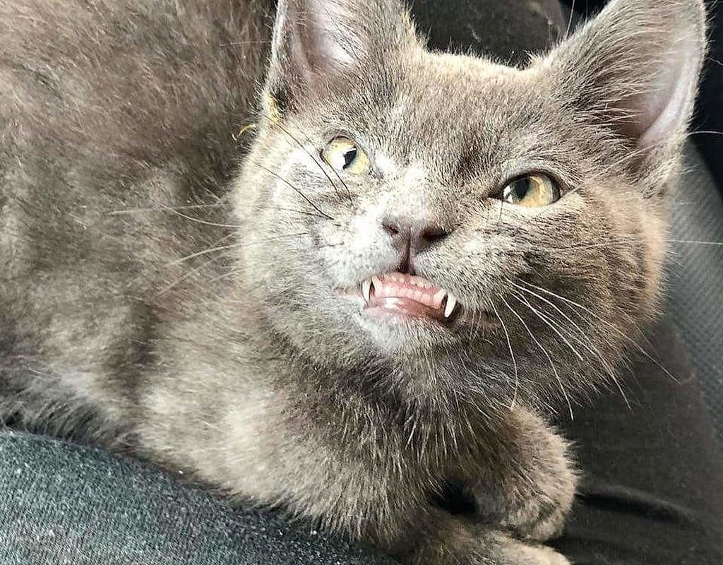 Meet Wolfie the Kitten - This kitten will give you a toothy smile. He might look fierce! #WolifetheKitten #Wolfie