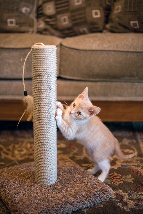 DIY Scratching Post - Designating a spot for your cat to safely scratch is one of the most effective ways to minimize damage to your possessions. A homemade scratching post is a quick and easy project.