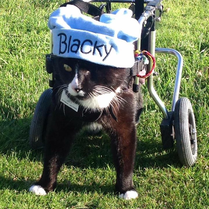 A tribute to Blacky the Wheelchair Cat. Blacky is a Timaru cat. He lost his back legs by a car accident. Not only did he lose his back legs, but spinal nerve damage. Not only that but Blacky also has only one eye. #Blacky #WheelChairCat