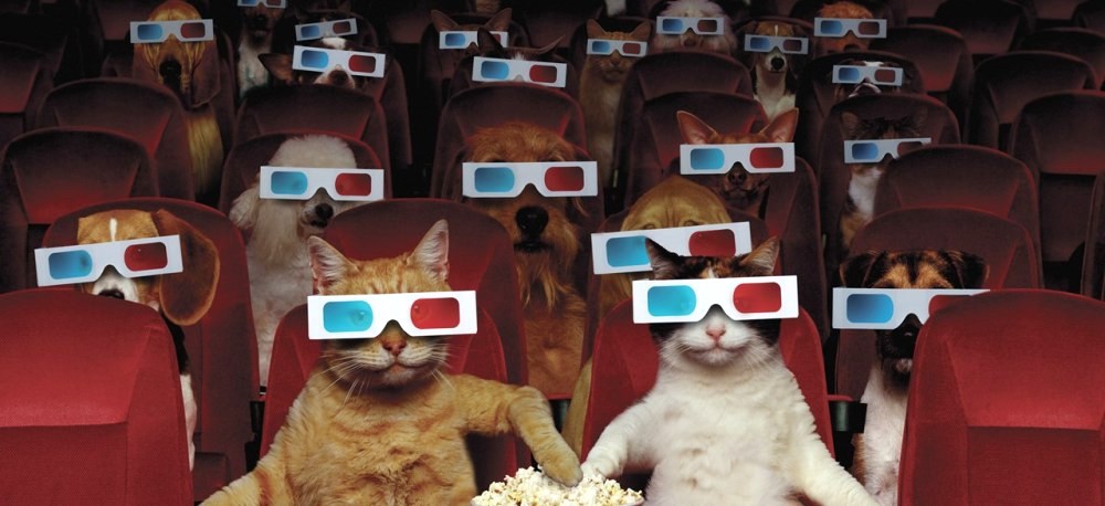 National Pets in Film Day (Cats and Dogs watching a 3D Movie)