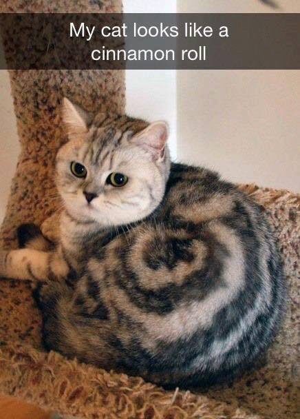 Cinnamon Roll Cat - Here is an interesting markings on a cat. Unless it was Photoshopped.  I call this Cat Cinnamon Roll Cat. Even the caption of the photo says my cat looks like a cinnamon roll.