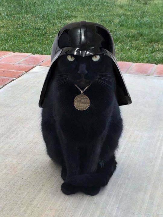 Darth Vader Cat