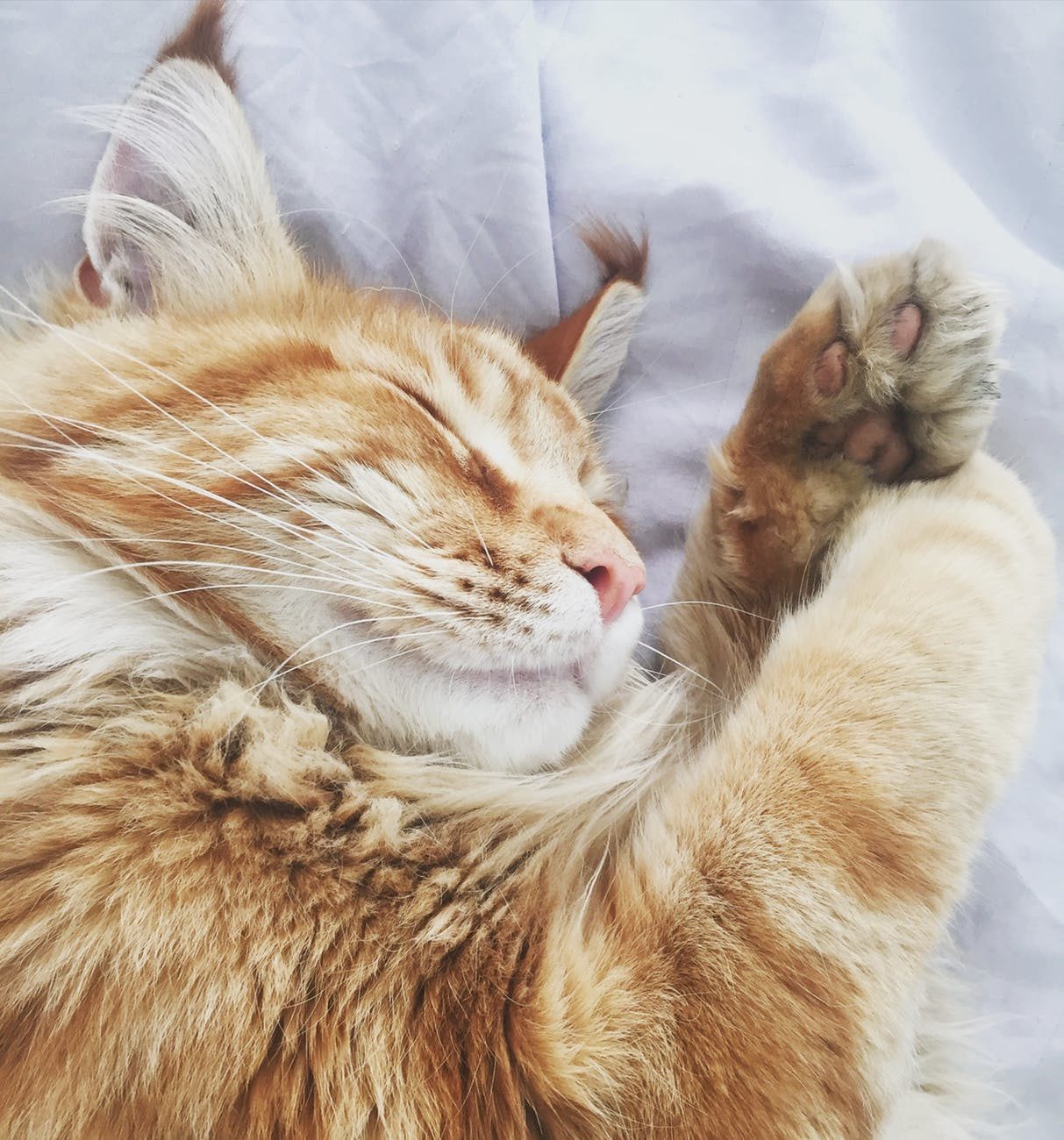 5 Humane Alternatives to Declawing - There are numerous safe and painless alternatives to declawing, including these ideas from the pet behavior experts at Ceva Animal Health: