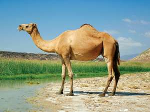 Photo of a camel.