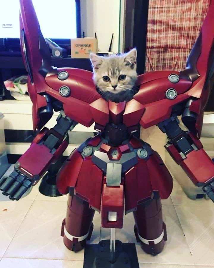 Cat dressed up like a Transformer - I guess you can dress up your cat, even one like a Transformer. 