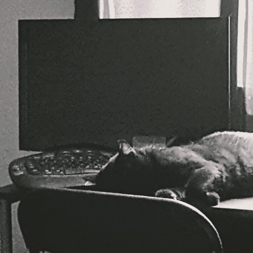 Joel the Brave napping by the desktop computer. Life of a blogging cat.