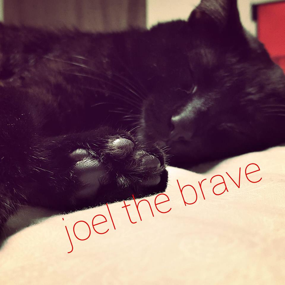 National Black Cat Appreciation Day - Joel the Brave