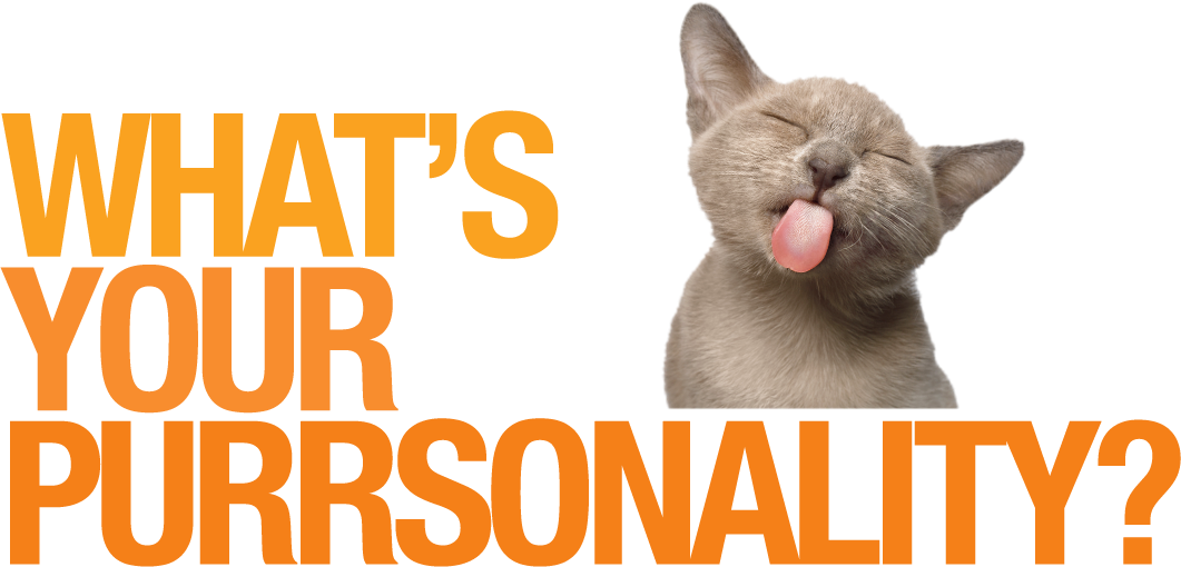 What's Your Purrsonality? - A Cat Owner Personality Quiz