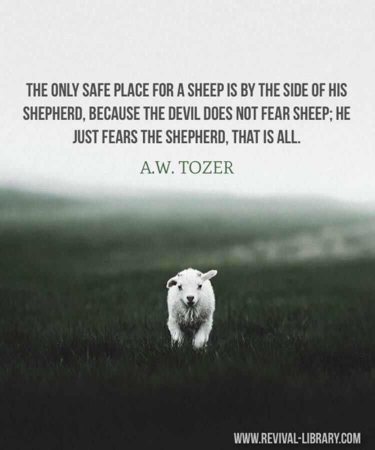 Safe Sheep