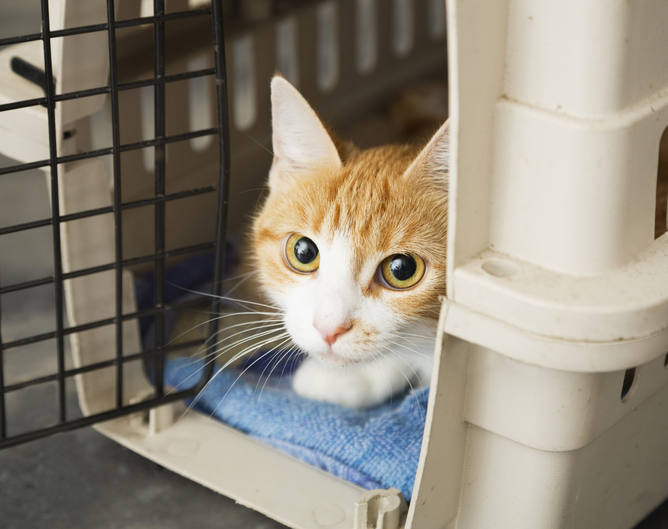 Travel smart at pet-friendly hotels (Cat in a crate) Keep pets in a crate while staying in a hotel room to minimize chances of damage and to calm skittish animals.