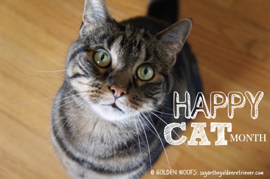 Happy Cat Month | Photo Gold Woofs