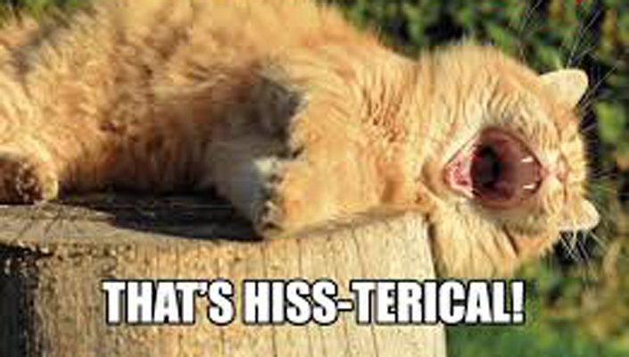 10 Hiss-Terrical Cat Jokes