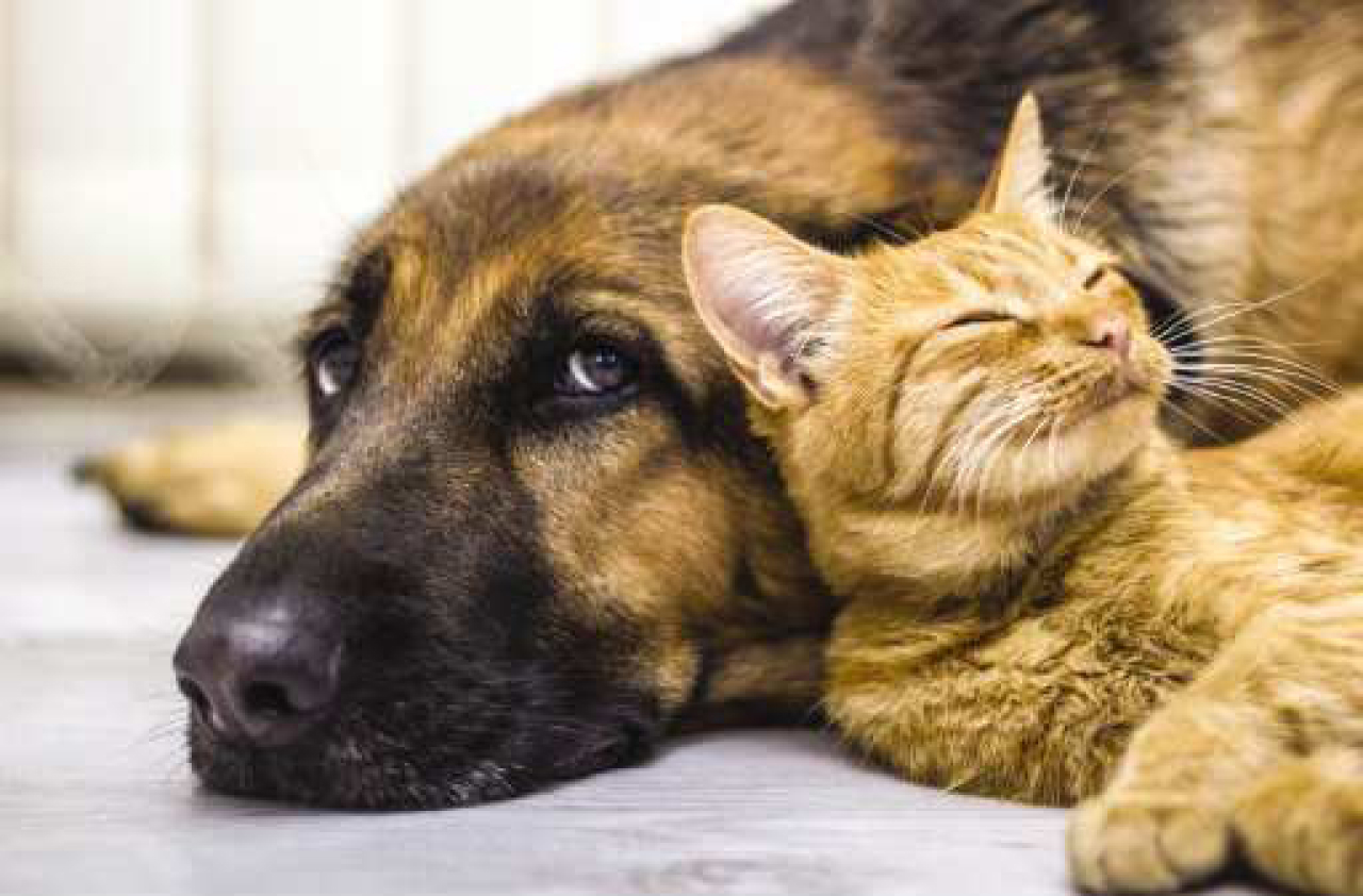 Do cats and dogs really fight like cats and dogs? - Cats and dogs can peacefully coexist in homes, especially when pet owners exercise patience and emphasize socialization.