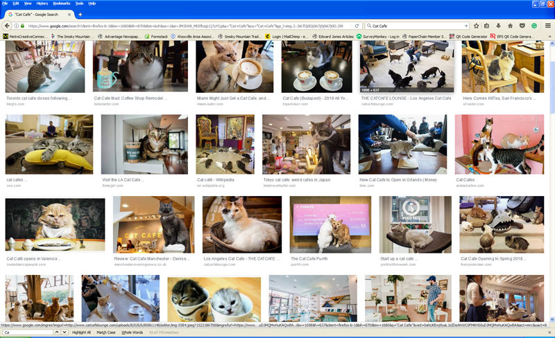 catcafes-7255259