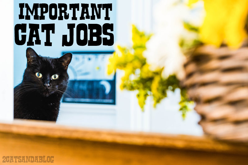 Important Cat Jobs