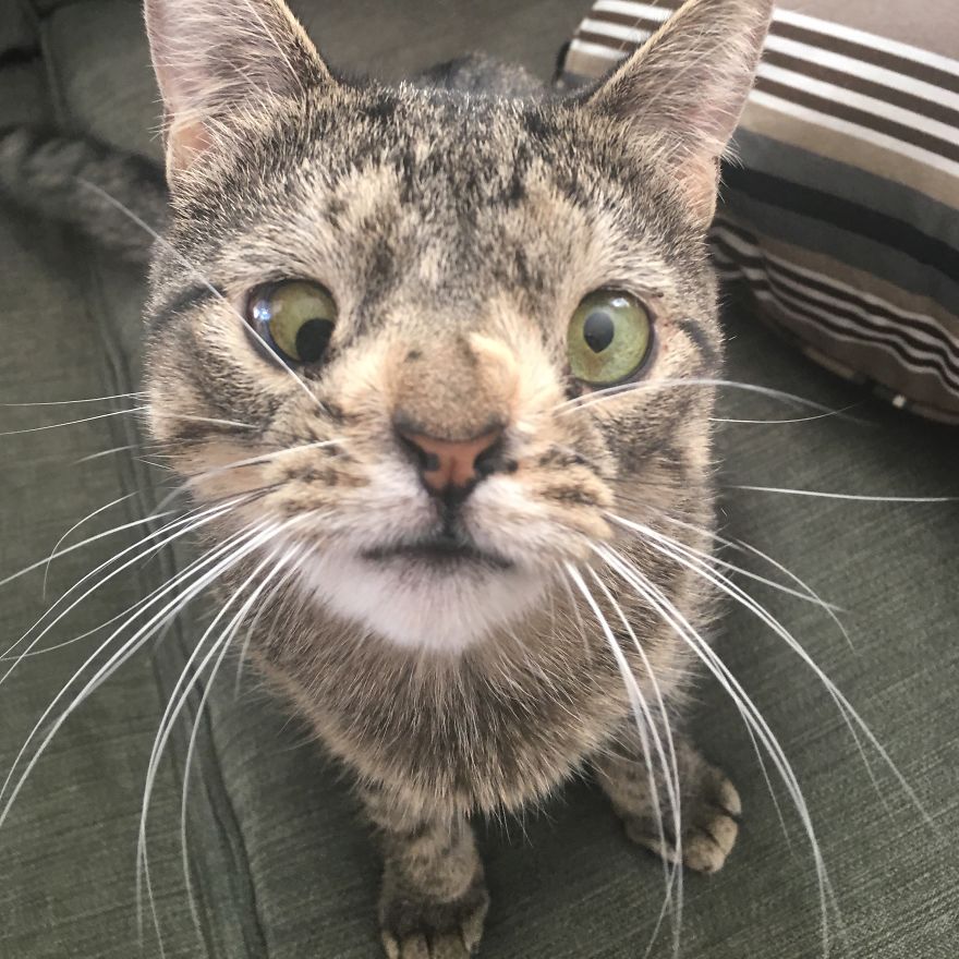 Meet Maya The Cat - A Tabby cat with a chromosomal abnormality.