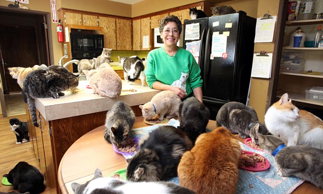 Cat Lady Lives with 1,000 Cats - Can you imagine sharing a house with over 1,000 cats? This one Cat lady does just that at The Cat House of the Kings. #CatLady #1000Cats #CatHouseoftheKings