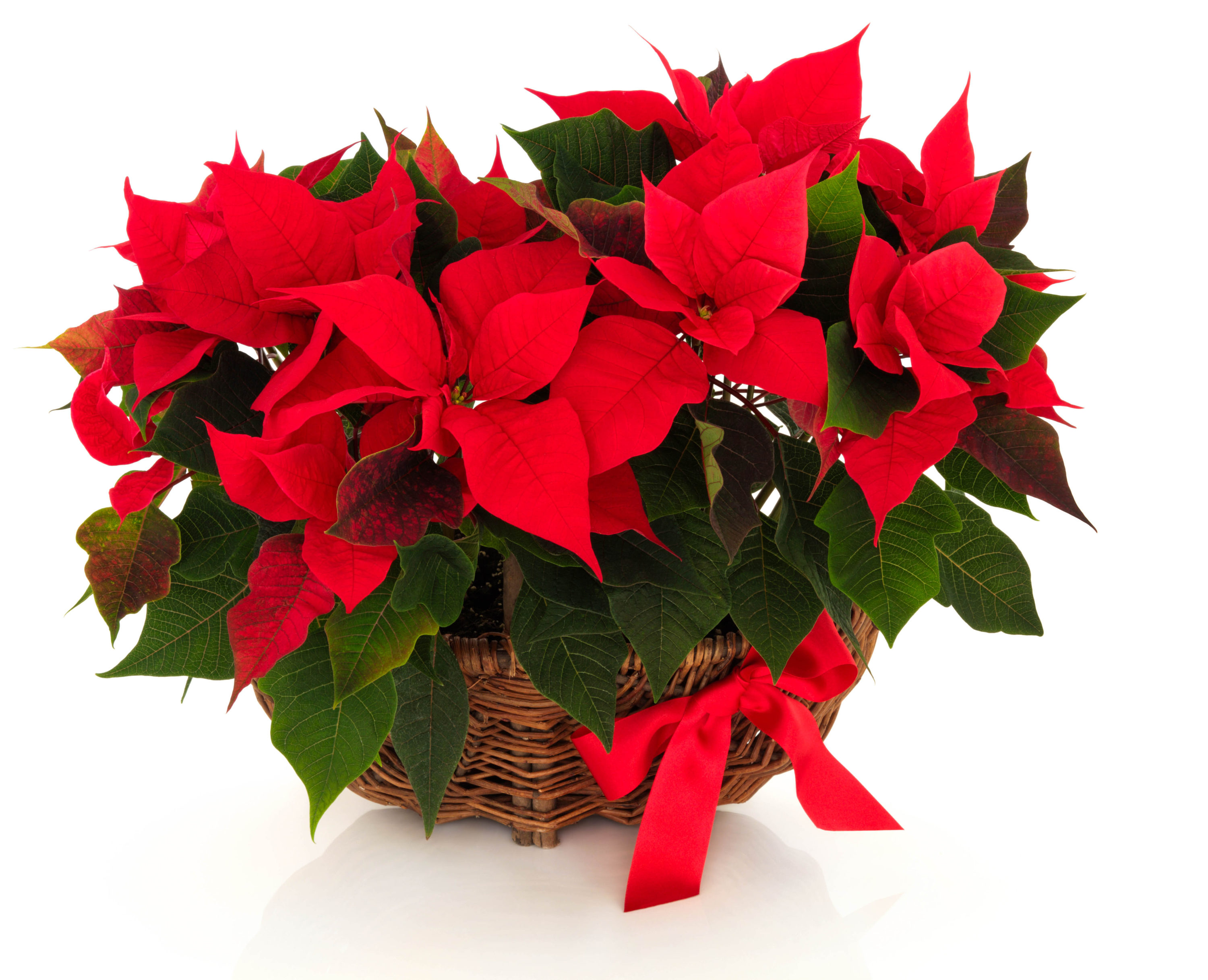 Are poinsettias poisonous? As much as it suits holiday decor and seems tailor-made for that special time of year between Thanksgiving and the first of January, the poinsettia has a reputation that few plants would want. #poinsettias