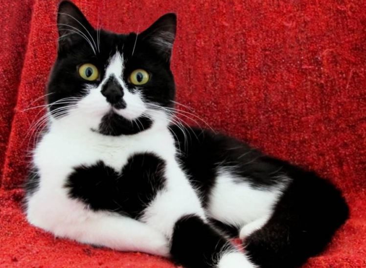 Meet Zoë the Heart Shaped Marking Cat. #Zoë