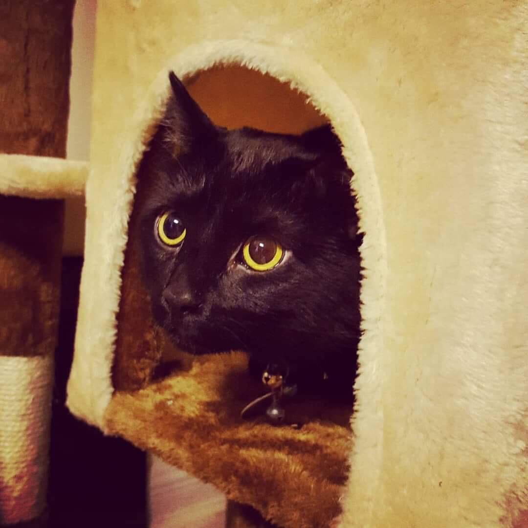 Joel the Brave in their Cat Cottage | Photo Credit Heather Patterson