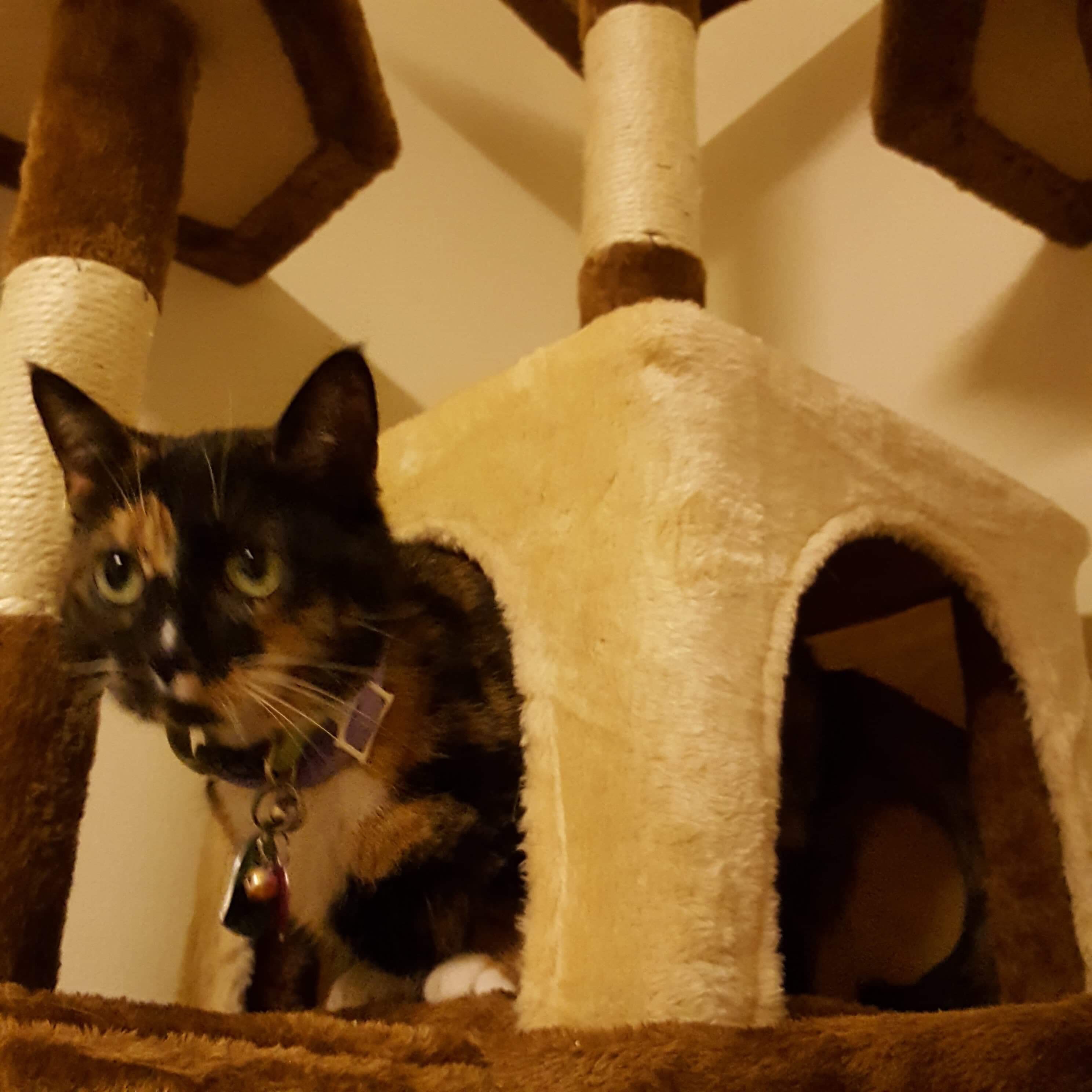 Lilly Bug in their Cat Cottage | Photo Credit Heather Patterson