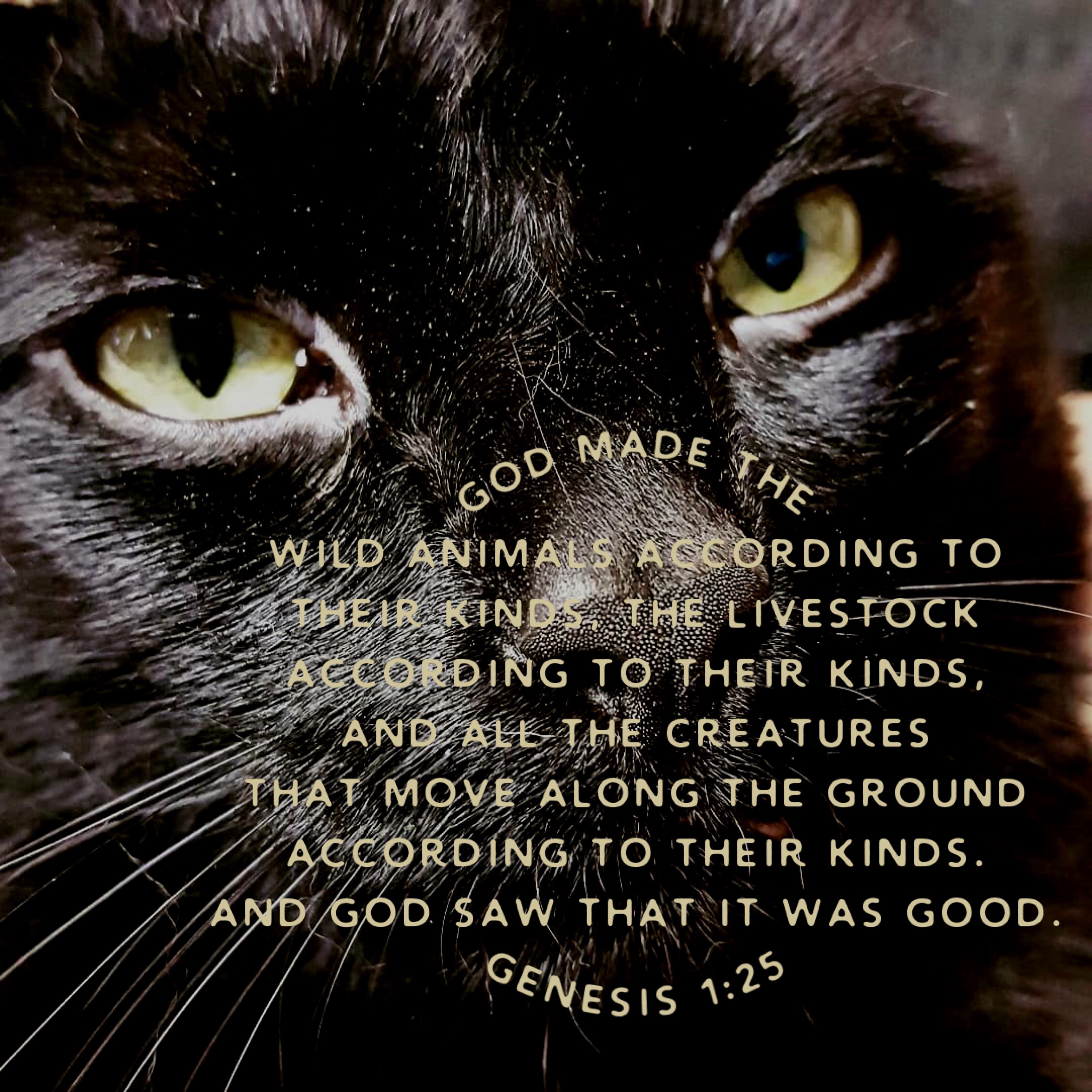 Joel the Brave from 2 Cats and a Blog - God made the wild animals according to their kinds, the livestock according to their kinds, and all the creatures that move along the ground according to their kinds. And God saw that it was good. Genesis 1:25
