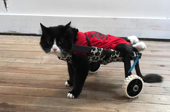 Meet Earl the Paralyzed Cat who has a special wheelchair to help him get around. He has a 3D-Printed wheelchair. 