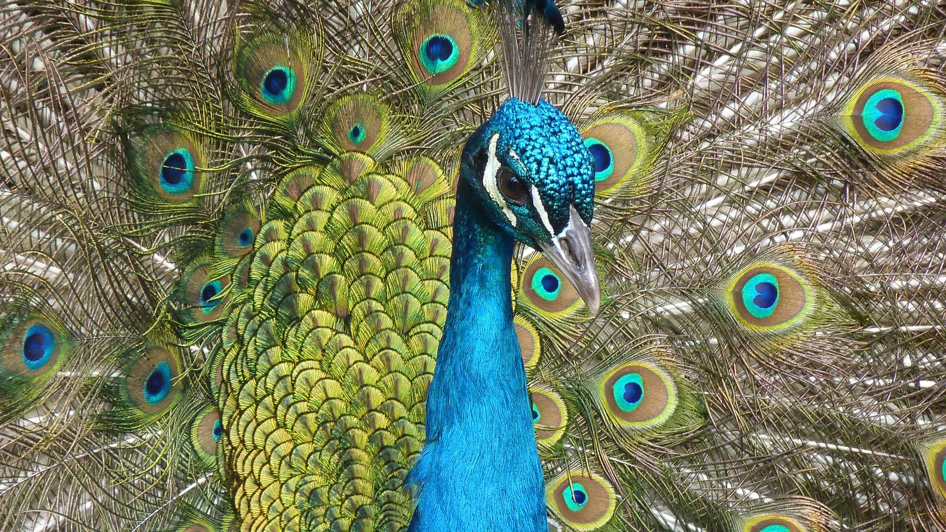 What does a peacock symbolize?
