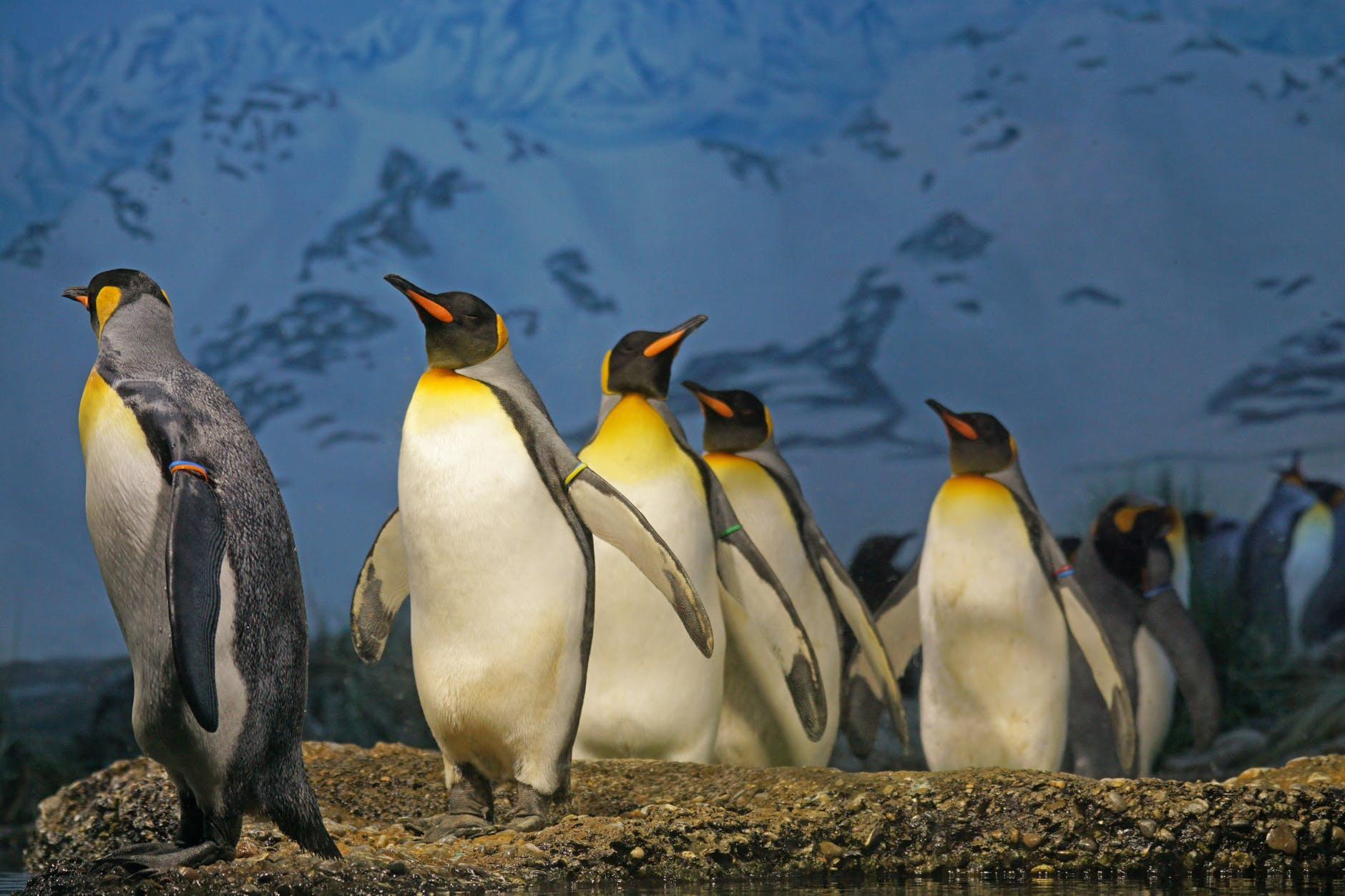 Penguin Awareness Day -Held annually on January 20. This day helps raise awareness of about the flightless birds whose numbers are dwindling by the day. #PengiunAwarenessDay