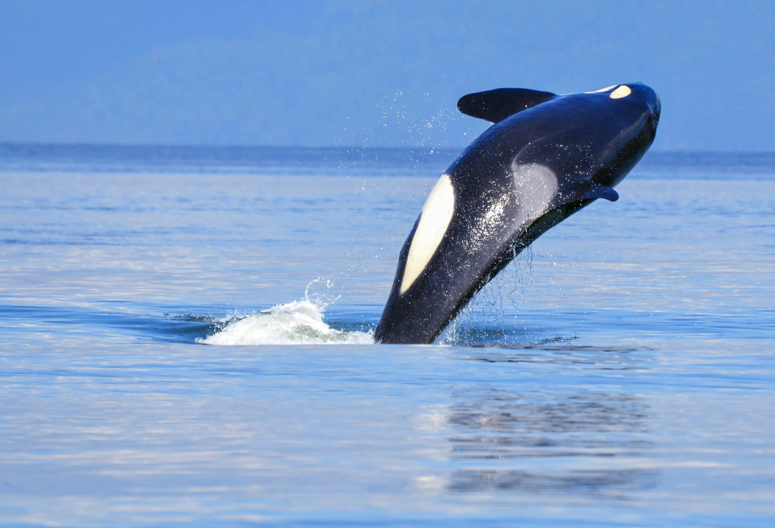 World Whale Day - A day to raise awareness of whales. This holiday was founded in Maui, HI in 1980. It was to honor the humpback whale that swam off its coast and usually showcased during the Maui Whale Festival. #WorldWhaleDay #WhaleDay #MauiWhaleFestival